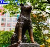 Tokyo's Hachiko statue covered up to prevent Halloween crowding | Tokyo's Hachiko statue covered up to prevent Halloween crowding Tokyo's Hachiko statue covered up to prevent Halloween crowding | Tokyo's Hachiko statue covered up to prevent Halloween crowding