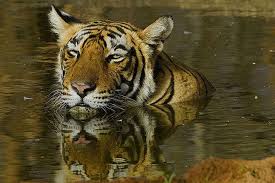 Too many tigers push out leopards from Amangarh Tiger Reserve | Too many tigers push out leopards from Amangarh Tiger Reserve