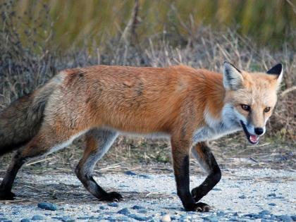 Rare Indian Fox rescued near Nalsarovar, Ahmedabad, receives treatment for severe dehydration | Rare Indian Fox rescued near Nalsarovar, Ahmedabad, receives treatment for severe dehydration Rare Indian Fox rescued near Nalsarovar, Ahmedabad, receives treatment for severe dehydration | Rare Indian Fox rescued near Nalsarovar, Ahmedabad, receives treatment for severe dehydration