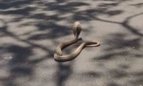 UP man dies after being bitten by snake while making video | UP man dies after being bitten by snake while making video