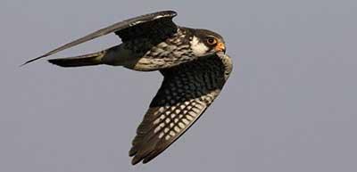 Manipur’s Shirui village bans hunting of animals for three years, protects migratory Amur falcons | Manipur’s Shirui village bans hunting of animals for three years, protects migratory Amur falcons Manipur’s Shirui village bans hunting of animals for three years, protects migratory Amur falcons | Manipur’s Shirui village bans hunting of animals for three years, protects migratory Amur falcons