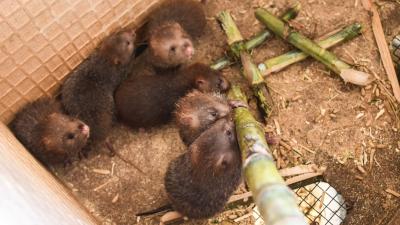 Rare species of bamboo rat spotted in Bengal | Rare species of bamboo rat spotted in Bengal