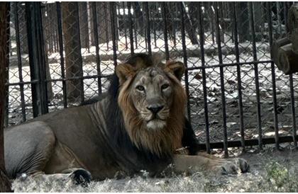 Lion couple from Gujarat to reach Jambu Zoo in J&K | Lion couple from Gujarat to reach Jambu Zoo in J&K Lion couple from Gujarat to reach Jambu Zoo in J&K | Lion couple from Gujarat to reach Jambu Zoo in J&K