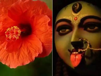 Red hibiscus prices skyrocket ahead of Kali Puja festival in Bengal | Red hibiscus prices skyrocket ahead of Kali Puja festival in Bengal