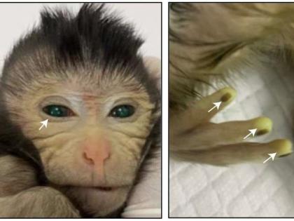 Chinese scientists show 1st live birth of a chimeric monkey using stem cells | Chinese scientists show 1st live birth of a chimeric monkey using stem cells Chinese scientists show 1st live birth of a chimeric monkey using stem cells | Chinese scientists show 1st live birth of a chimeric monkey using stem cells