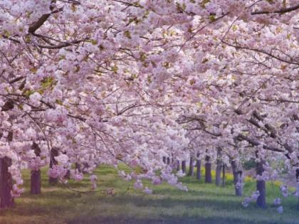 Meghalaya gears up to host 3-day ‘Cherry Blossom Festival’ | Meghalaya gears up to host 3-day ‘Cherry Blossom Festival’ Meghalaya gears up to host 3-day ‘Cherry Blossom Festival’ | Meghalaya gears up to host 3-day ‘Cherry Blossom Festival’