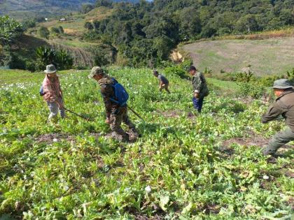 Manipur government continue to eradicate illicit poppy cultivation | Manipur government continue to eradicate illicit poppy cultivation