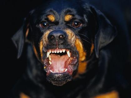 Rottweiler roaming free attacks dog and owner out on morning walk | Rottweiler roaming free attacks dog and owner out on morning walk Rottweiler roaming free attacks dog and owner out on morning walk | Rottweiler roaming free attacks dog and owner out on morning walk