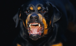 Rottweiler bites kid in Goa; owner, caretaker booked | Rottweiler bites kid in Goa; owner, caretaker booked Rottweiler bites kid in Goa; owner, caretaker booked | Rottweiler bites kid in Goa; owner, caretaker booked