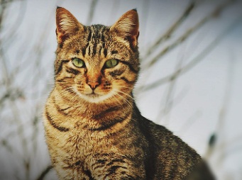 UK detects 1st case of deadly cat coronavirus that killed 8,000 felines in Cyprus | UK detects 1st case of deadly cat coronavirus that killed 8,000 felines in Cyprus UK detects 1st case of deadly cat coronavirus that killed 8,000 felines in Cyprus | UK detects 1st case of deadly cat coronavirus that killed 8,000 felines in Cyprus