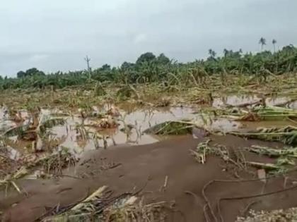 Gujarat's Climate Paradox: Unseasonal rains and agricultural turmoil | Gujarat's Climate Paradox: Unseasonal rains and agricultural turmoil Gujarat's Climate Paradox: Unseasonal rains and agricultural turmoil | Gujarat's Climate Paradox: Unseasonal rains and agricultural turmoil