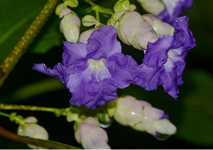 Sharp fall in Karvi blossoms a sign of Goa's weather going awry | Sharp fall in Karvi blossoms a sign of Goa's weather going awry