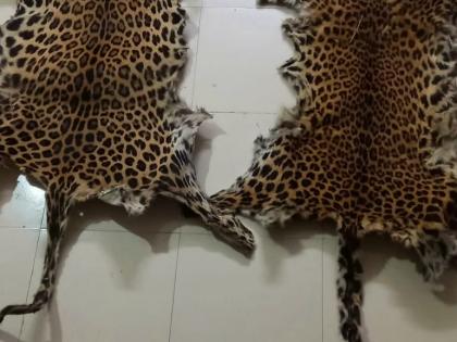 Leopard skins seized in Odisha village, one arrested | Leopard skins seized in Odisha village, one arrested Leopard skins seized in Odisha village, one arrested | Leopard skins seized in Odisha village, one arrested