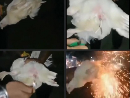 Assam: Three held for inserting firecracker in hen’s private parts | Assam: Three held for inserting firecracker in hen’s private parts