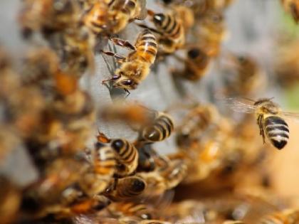 35 injured, 17 of them serious in bee attack at religious fare in K’taka | 35 injured, 17 of them serious in bee attack at religious fare in K’taka 35 injured, 17 of them serious in bee attack at religious fare in K’taka | 35 injured, 17 of them serious in bee attack at religious fare in K’taka