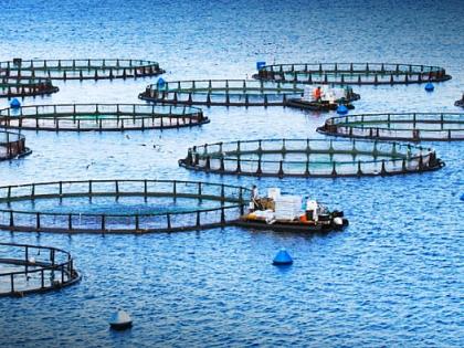 Global aquaculture to supply 59% of fish consumption by 2030: FAO | Global aquaculture to supply 59% of fish consumption by 2030: FAO Global aquaculture to supply 59% of fish consumption by 2030: FAO | Global aquaculture to supply 59% of fish consumption by 2030: FAO