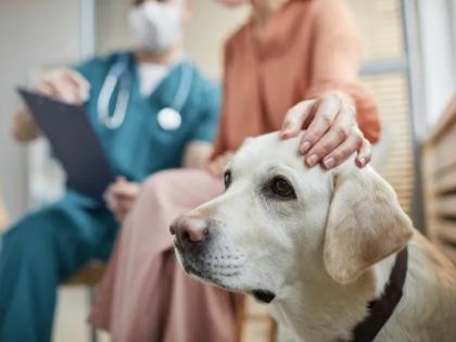Weird bacterium behind mystery respiratory illness among dogs in US: Report | Weird bacterium behind mystery respiratory illness among dogs in US: Report Weird bacterium behind mystery respiratory illness among dogs in US: Report | Weird bacterium behind mystery respiratory illness among dogs in US: Report