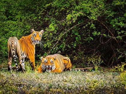Tiger census in Sunderbans starts from Nov 27 | Tiger census in Sunderbans starts from Nov 27 Tiger census in Sunderbans starts from Nov 27 | Tiger census in Sunderbans starts from Nov 27