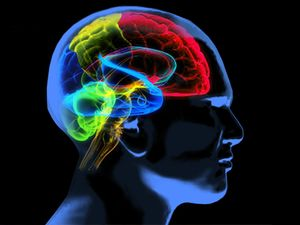 Polyglot's brain works differently with native language: MIT study | Polyglot's brain works differently with native language: MIT study Polyglot's brain works differently with native language: MIT study | Polyglot's brain works differently with native language: MIT study