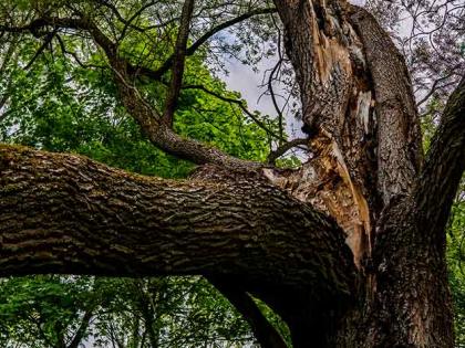 Five students, teacher injured as tree branch falls on them in Bihar school | Five students, teacher injured as tree branch falls on them in Bihar school Five students, teacher injured as tree branch falls on them in Bihar school | Five students, teacher injured as tree branch falls on them in Bihar school