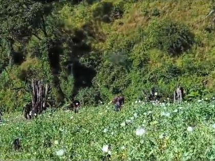 After destruction of crop, section of farmers in Manipur try to re-cultivate poppy for making drugs | After destruction of crop, section of farmers in Manipur try to re-cultivate poppy for making drugs After destruction of crop, section of farmers in Manipur try to re-cultivate poppy for making drugs | After destruction of crop, section of farmers in Manipur try to re-cultivate poppy for making drugs
