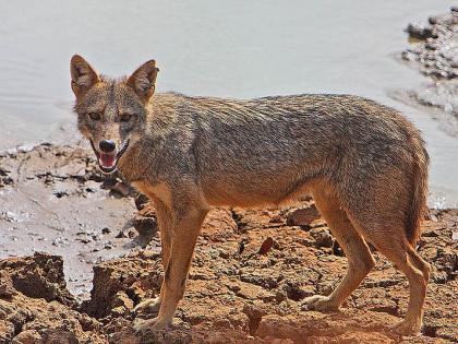 Five persons injured in jackal attacks in Bihar's Bagaha | Five persons injured in jackal attacks in Bihar's Bagaha Five persons injured in jackal attacks in Bihar's Bagaha | Five persons injured in jackal attacks in Bihar's Bagaha