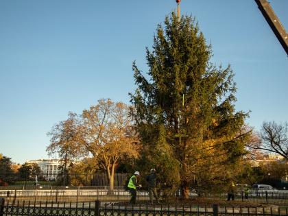Gusty winds topple National Christmas tree at White House | Gusty winds topple National Christmas tree at White House Gusty winds topple National Christmas tree at White House | Gusty winds topple National Christmas tree at White House