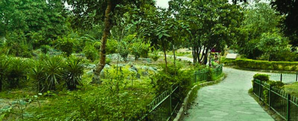 Delhi HC orders halt on tree felling in Central Ridge | Delhi HC orders halt on tree felling in Central Ridge Delhi HC orders halt on tree felling in Central Ridge | Delhi HC orders halt on tree felling in Central Ridge