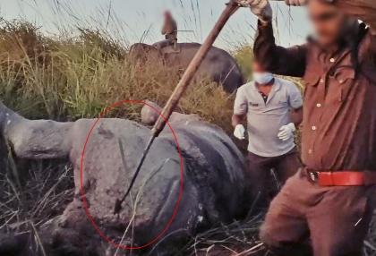 Assam: Man arrested for killing rhino in Kaziranga | Assam: Man arrested for killing rhino in Kaziranga Assam: Man arrested for killing rhino in Kaziranga | Assam: Man arrested for killing rhino in Kaziranga