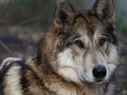 Infant killed by family's hybrid wolf-dog pet in US state | Infant killed by family's hybrid wolf-dog pet in US state