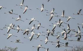 Fewer migratory birds this year at Ramsar site Soor Sarovar in Agra | Fewer migratory birds this year at Ramsar site Soor Sarovar in Agra