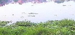 Sharp decline in number of water bodies in Kolkata raises concern | Sharp decline in number of water bodies in Kolkata raises concern Sharp decline in number of water bodies in Kolkata raises concern | Sharp decline in number of water bodies in Kolkata raises concern