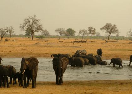 100 elephants die in Zimbabwe's largest game reserve from El Nino ...