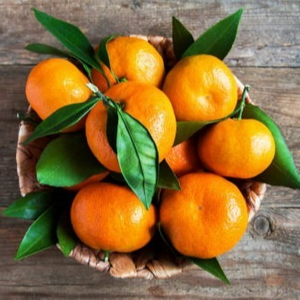 Meghalaya exports 20 metric tons of Khasi mandarin to Dubai | Meghalaya exports 20 metric tons of Khasi mandarin to Dubai Meghalaya exports 20 metric tons of Khasi mandarin to Dubai | Meghalaya exports 20 metric tons of Khasi mandarin to Dubai