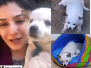Raveena Tandon brings home blind puppy from street | Raveena Tandon brings home blind puppy from street Raveena Tandon brings home blind puppy from street | Raveena Tandon brings home blind puppy from street