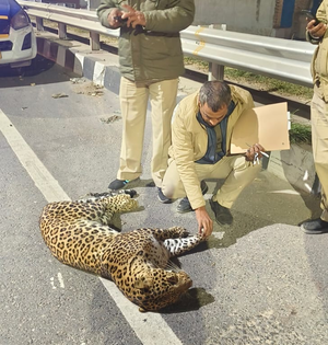 Leopard cub found dead on NH-44, police suspect accident | Leopard cub found dead on NH-44, police suspect accident Leopard cub found dead on NH-44, police suspect accident | Leopard cub found dead on NH-44, police suspect accident