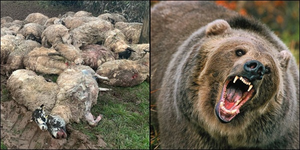 Kashmir: 18 sheep killed, 25 injured in bear attack | Kashmir: 18 sheep killed, 25 injured in bear attack Kashmir: 18 sheep killed, 25 injured in bear attack | Kashmir: 18 sheep killed, 25 injured in bear attack