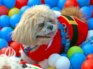 Having pets may help older adults living alone maintain healthy brains: Study | Having pets may help older adults living alone maintain healthy brains: Study Having pets may help older adults living alone maintain healthy brains: Study | Having pets may help older adults living alone maintain healthy brains: Study