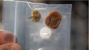 NASA shares ‘saucy story of two rogue tomatoes’ lost in space for 8 months | NASA shares ‘saucy story of two rogue tomatoes’ lost in space for 8 months