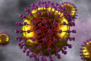 Scientists find how measles virus spreads in human brain | Scientists find how measles virus spreads in human brain Scientists find how measles virus spreads in human brain | Scientists find how measles virus spreads in human brain