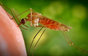 Rise in cases of black fever causes concern in Bengal | Rise in cases of black fever causes concern in Bengal Rise in cases of black fever causes concern in Bengal | Rise in cases of black fever causes concern in Bengal