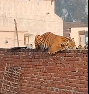 Tiger rests on wall as UP village waits for it to be captured | Tiger rests on wall as UP village waits for it to be captured