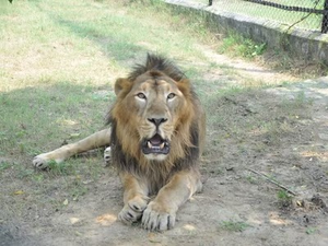 ‘Bahubali’ passes away at Etawah Lion Safari | ‘Bahubali’ passes away at Etawah Lion Safari