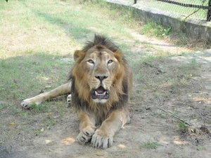 ‘Bahubali’ passes away at Etawah Lion Safari | ‘Bahubali’ passes away at Etawah Lion Safari ‘Bahubali’ passes away at Etawah Lion Safari | ‘Bahubali’ passes away at Etawah Lion Safari