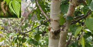 Japan-funded forestry project to revive ‘bhojpatra’ in Himachal | Japan-funded forestry project to revive ‘bhojpatra’ in Himachal Japan-funded forestry project to revive ‘bhojpatra’ in Himachal | Japan-funded forestry project to revive ‘bhojpatra’ in Himachal