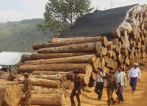 Myanmar seizes over 95 tons of illegal timber in a week | Myanmar seizes over 95 tons of illegal timber in a week Myanmar seizes over 95 tons of illegal timber in a week | Myanmar seizes over 95 tons of illegal timber in a week