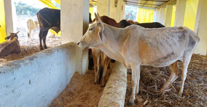 Yogi govt releases funds for upkeep of stray cattle | Yogi govt releases funds for upkeep of stray cattle