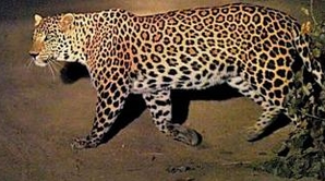 Leopard injures one in Gurugram village, captured | Leopard injures one in Gurugram village, captured Leopard injures one in Gurugram village, captured | Leopard injures one in Gurugram village, captured