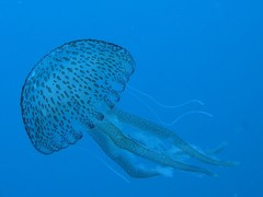 New Zealand beach-goers warned of jellyfish stings | New Zealand beach-goers warned of jellyfish stings