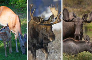 Humans not at risk of deadly chronic wasting disease: Study | Humans not at risk of deadly chronic wasting disease: Study